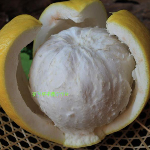 平樂沙田柚 源自桂林的甜蜜饋贈(zèng)，新車坪合作社直供優(yōu)質(zhì)農(nóng)產(chǎn)品