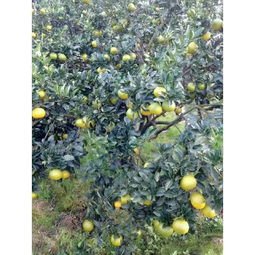 柚子與桔柚市場(chǎng)概覽 批發(fā)供應(yīng)、價(jià)格行情與采購平臺(tái)指南