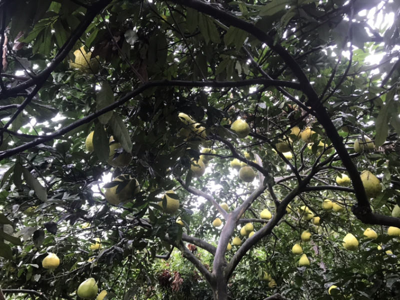 瀘州合江甜柚，沙田柚產(chǎn)地直供，質(zhì)優(yōu)價(jià)廉的批發(fā)選擇